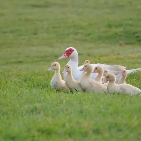 Villa Quadrilocale V4p Albarella Island