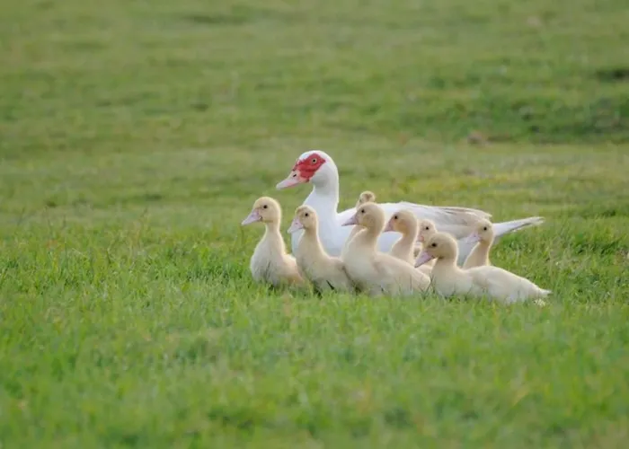 וילה Quadrilocale V4p Albarella Island